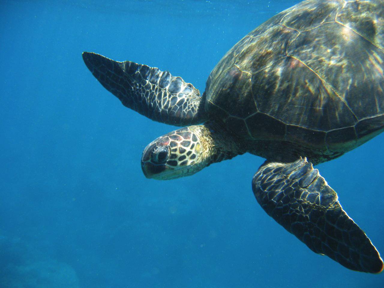 Sea turtle close-up